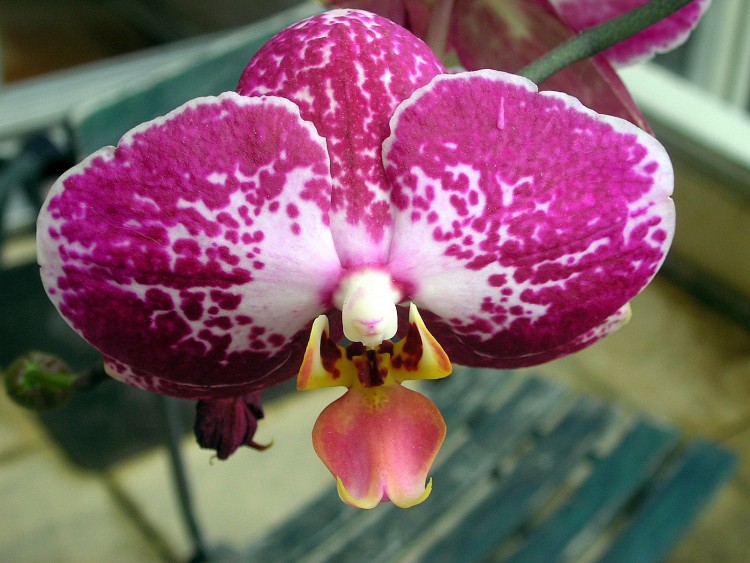 Fonds d'cran Nature Fleurs une orchide