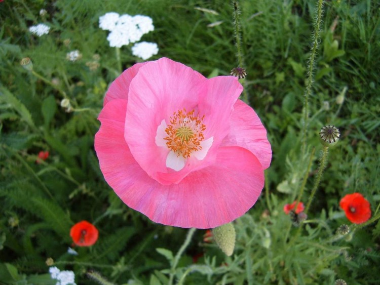 Fonds d'cran Nature Fleurs Fleur