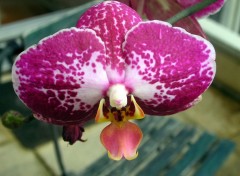 Fonds d'cran Nature une orchide