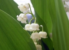 Fonds d'cran Nature muguet