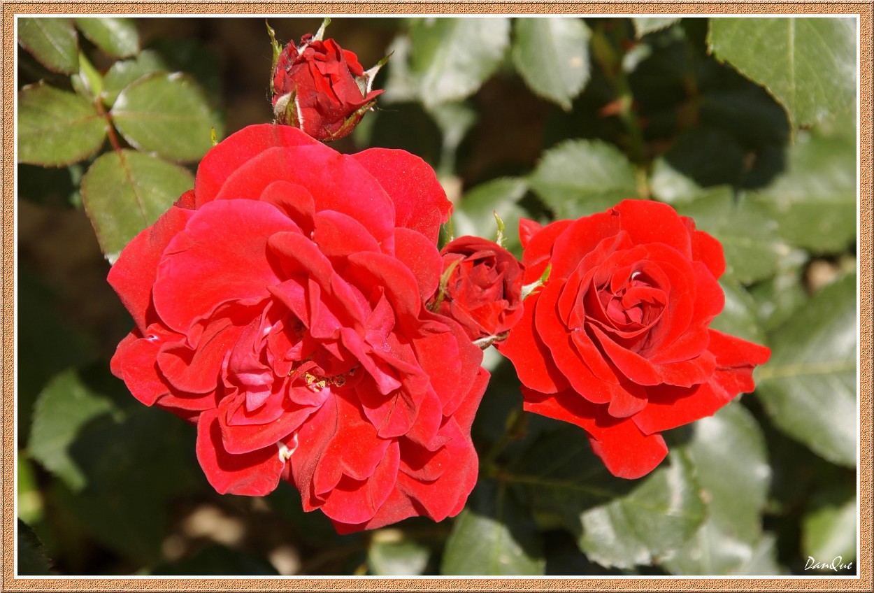 Wallpapers Nature Flowers Roses du jardin