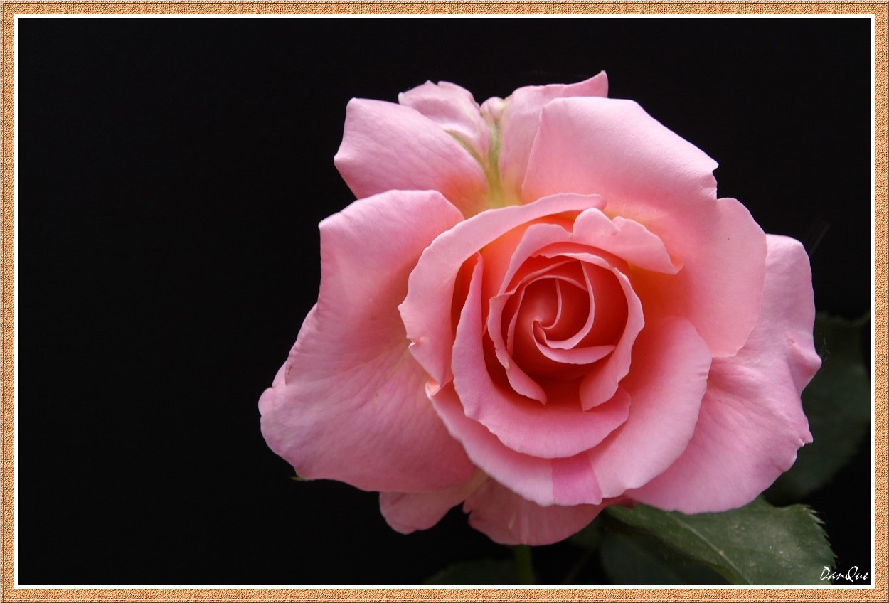 Fonds d'cran Nature Fleurs Rose du jardin.