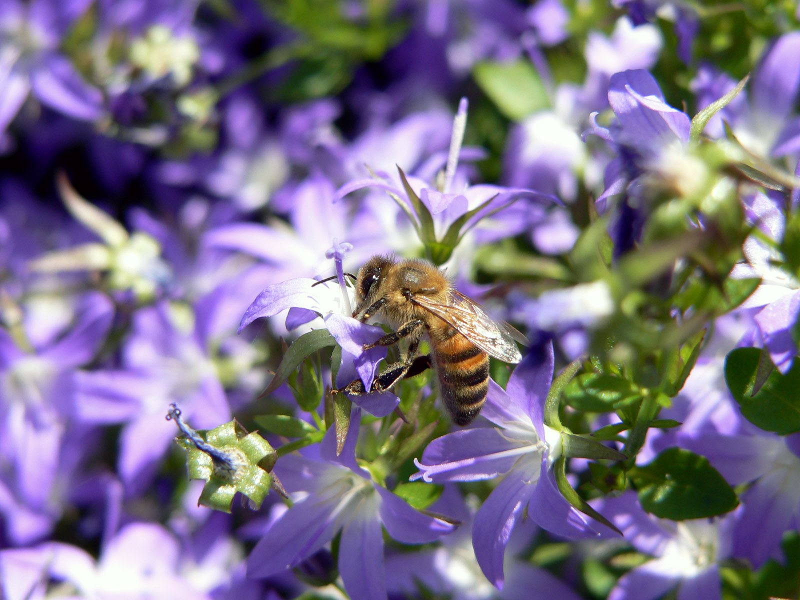 Fonds d'cran Animaux Insectes - Abeilles Gupes ... miam miam le bon miel