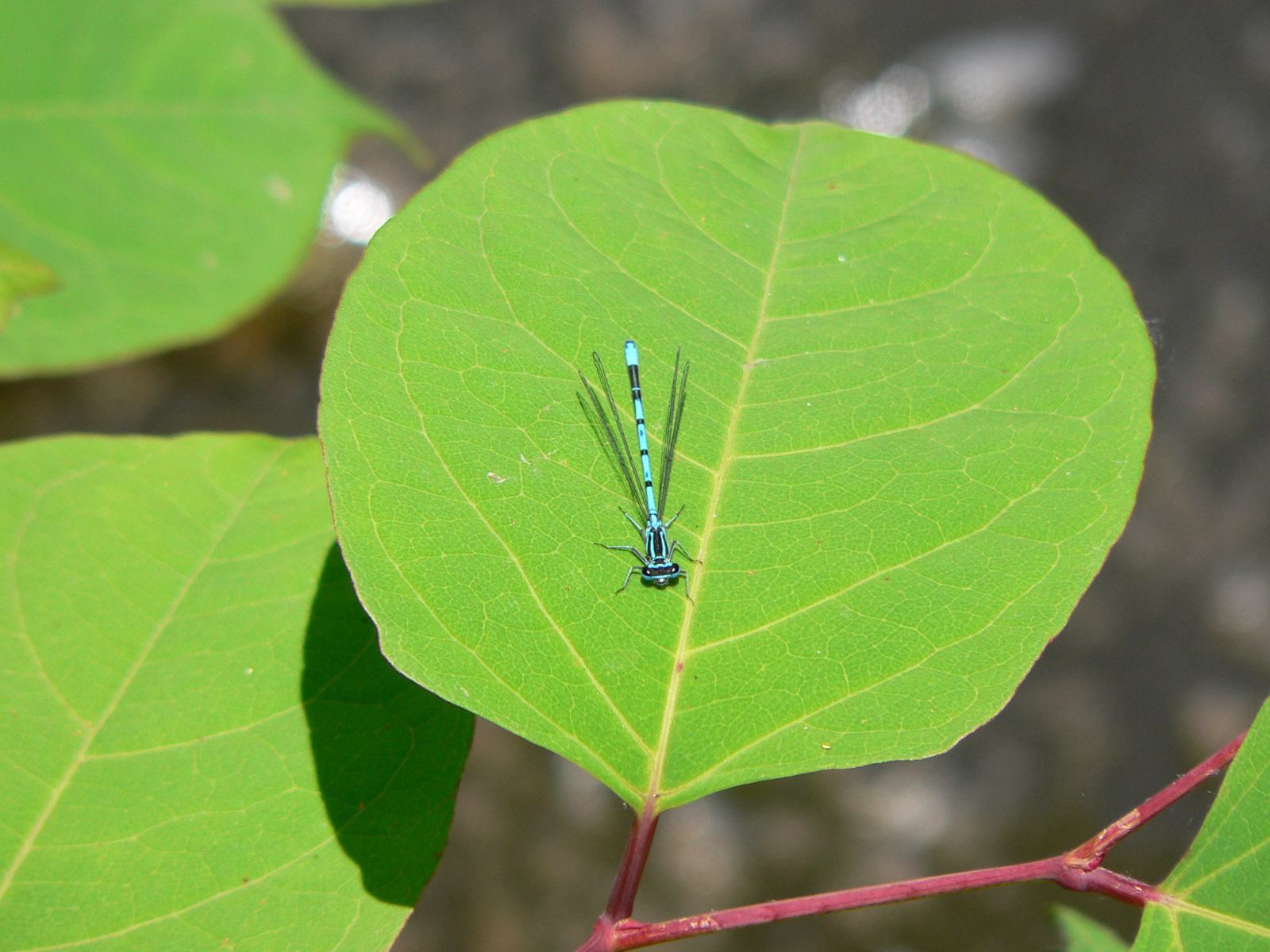 Fonds d'cran Animaux Insectes - Libellules 