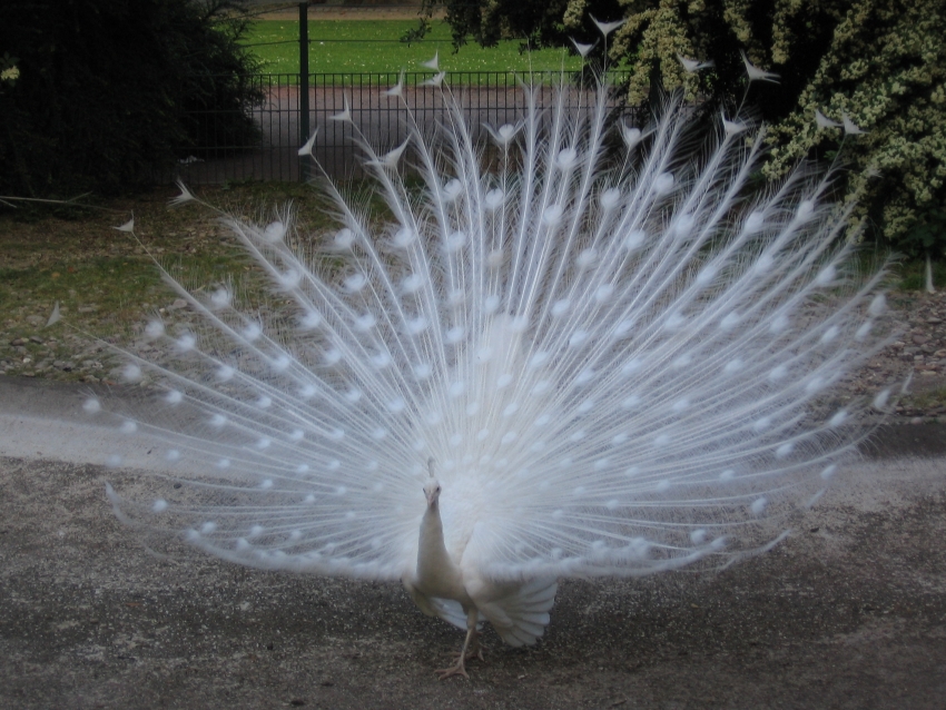 Wallpapers Animals Birds - Peacocks Paon blanc faisant la roue