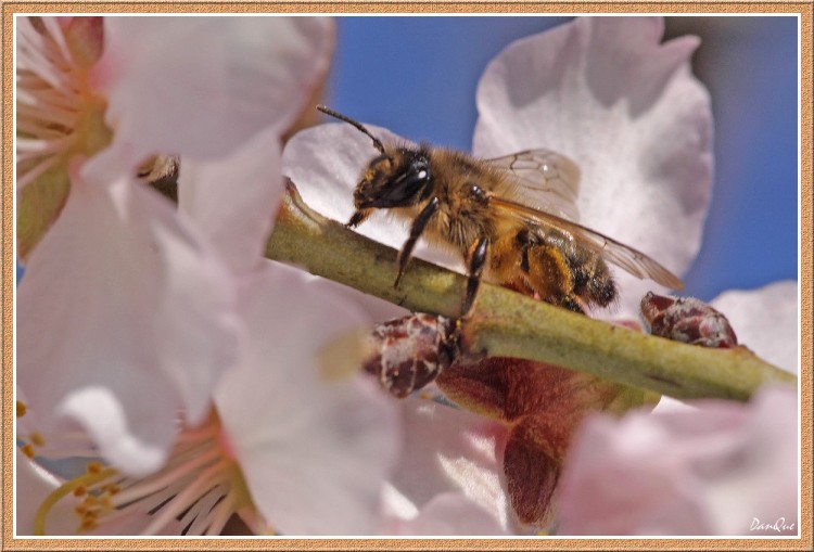 Wallpapers Animals Insects - Bees, Wasps Sur une fleur d'amandier