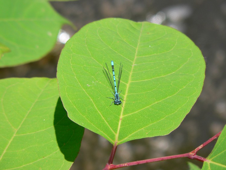 Fonds d'cran Animaux Insectes - Libellules Wallpaper N142352