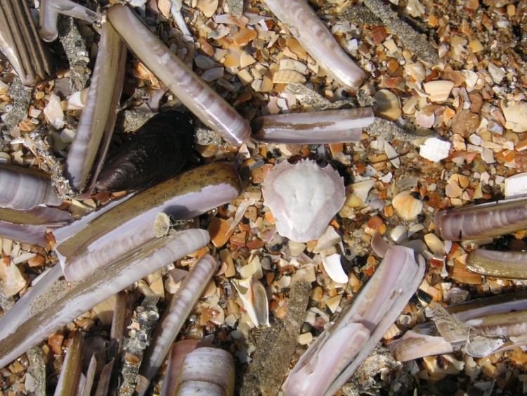 Wallpapers Nature Shells Couteaux