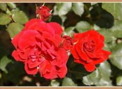 Wallpapers Nature Roses du jardin