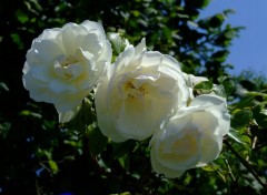 Wallpapers Nature 3 roses blanches