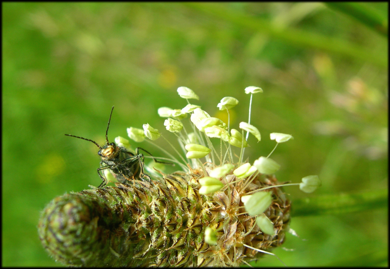 Fonds d'cran Animaux Insectes - Divers 