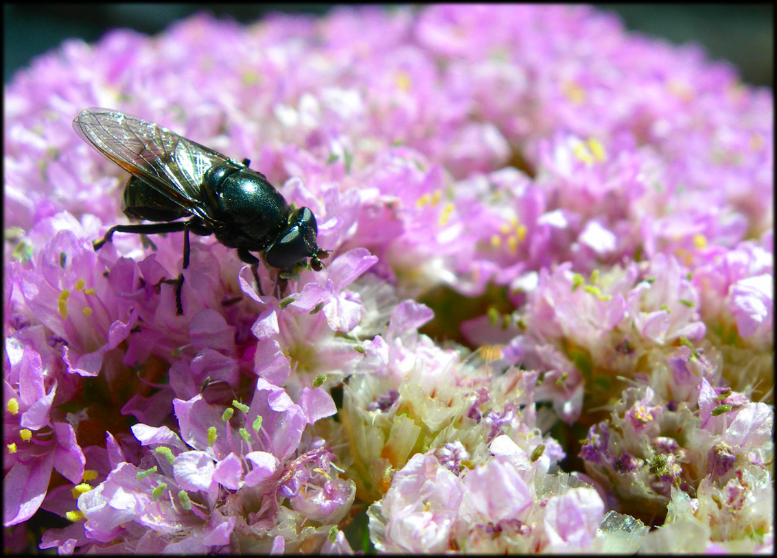 Fonds d'cran Animaux Insectes - Mouches 