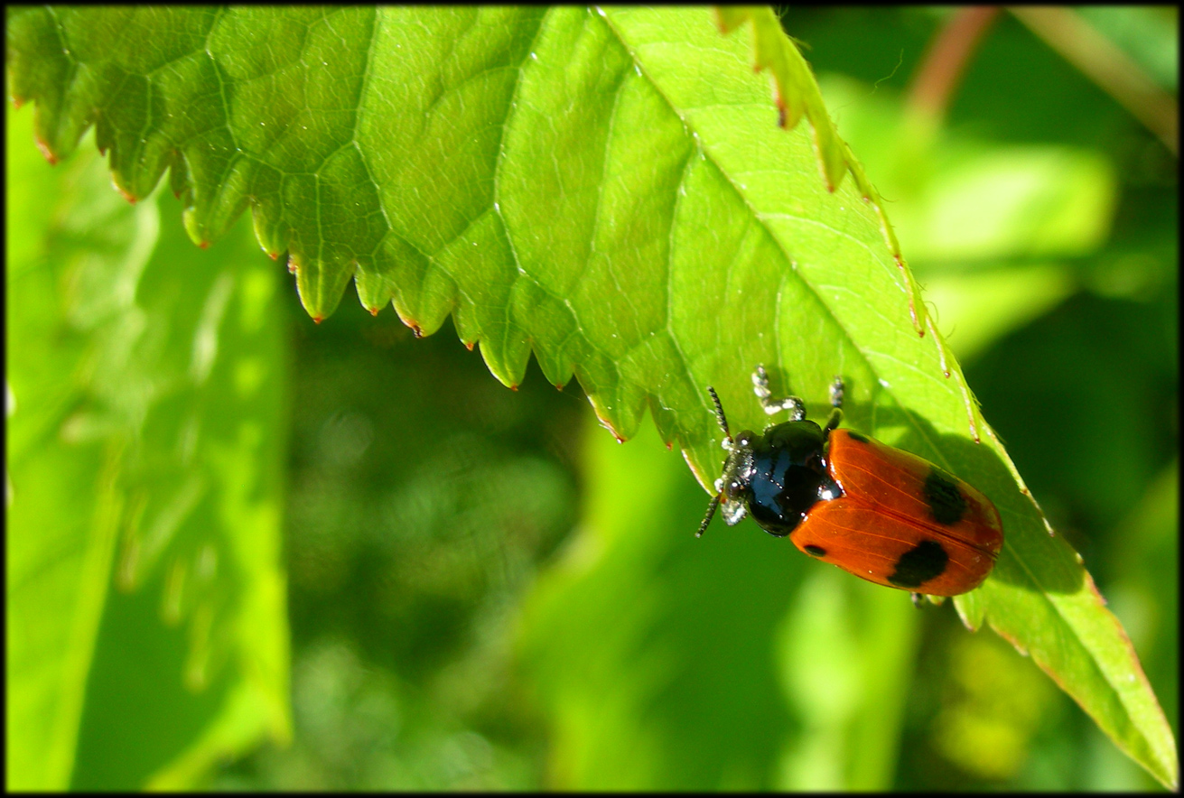 Wallpapers Animals Insects - Miscellaneous 