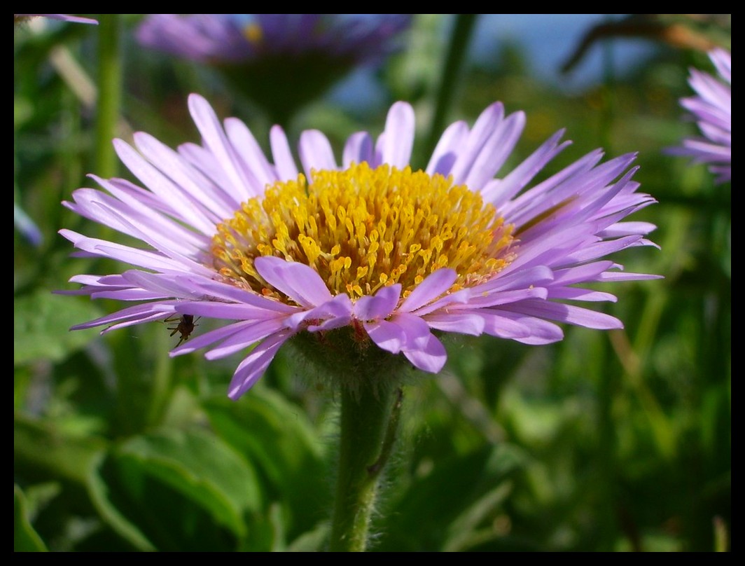 Fonds d'cran Nature Fleurs fleur