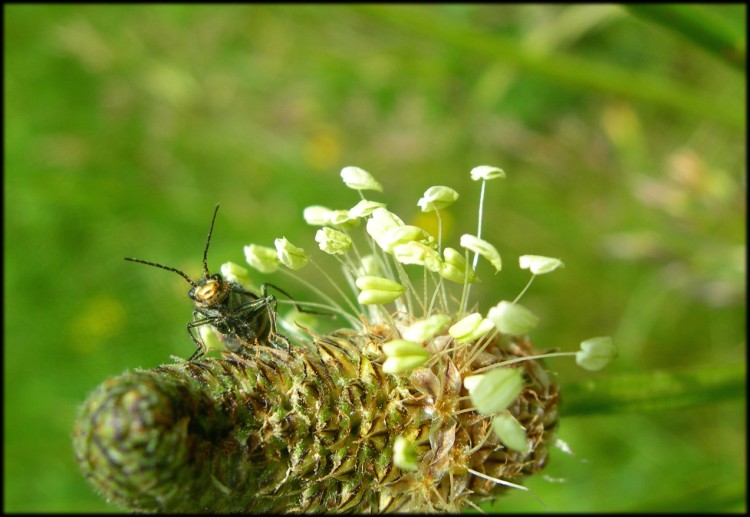 Fonds d'cran Animaux Insectes - Divers Wallpaper N142492