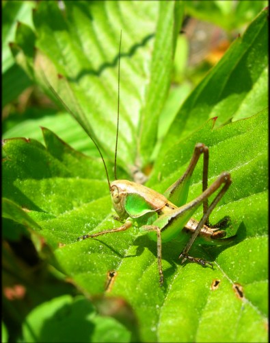 Wallpapers Animals Insects - Grasshoppers and Locusts Sauterelle