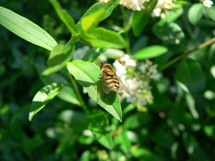 Fonds d'cran Animaux Insectes - Abeilles Gupes ... le dalton