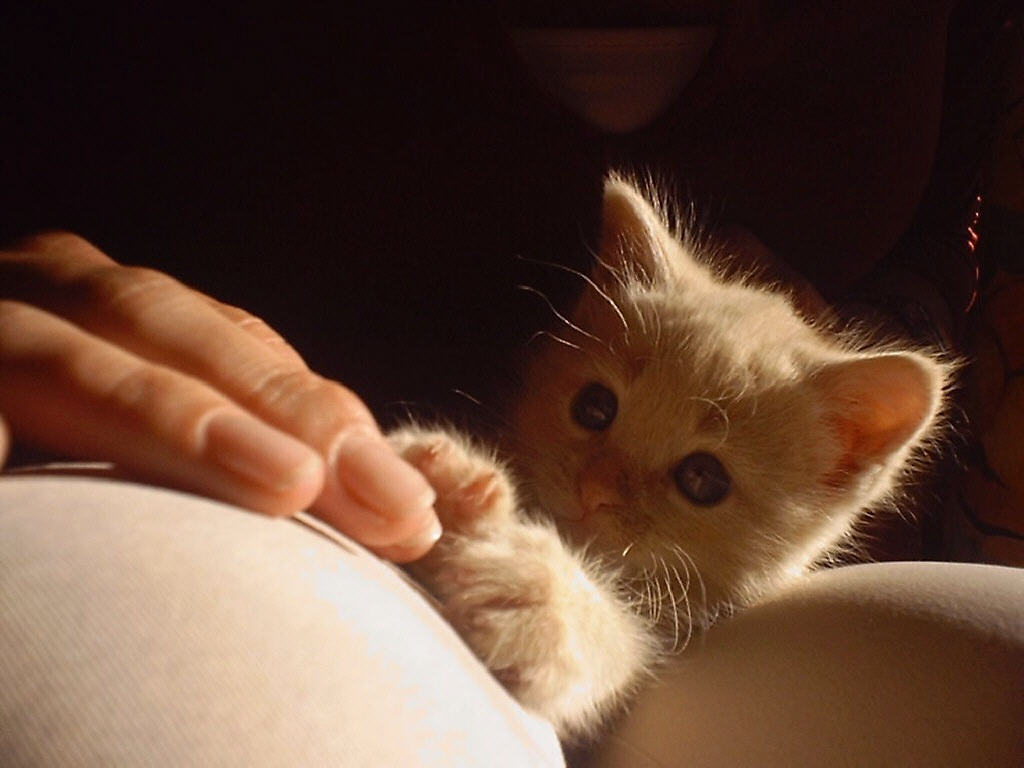 Fonds d'cran Animaux Chats - Chatons Sahel chaton