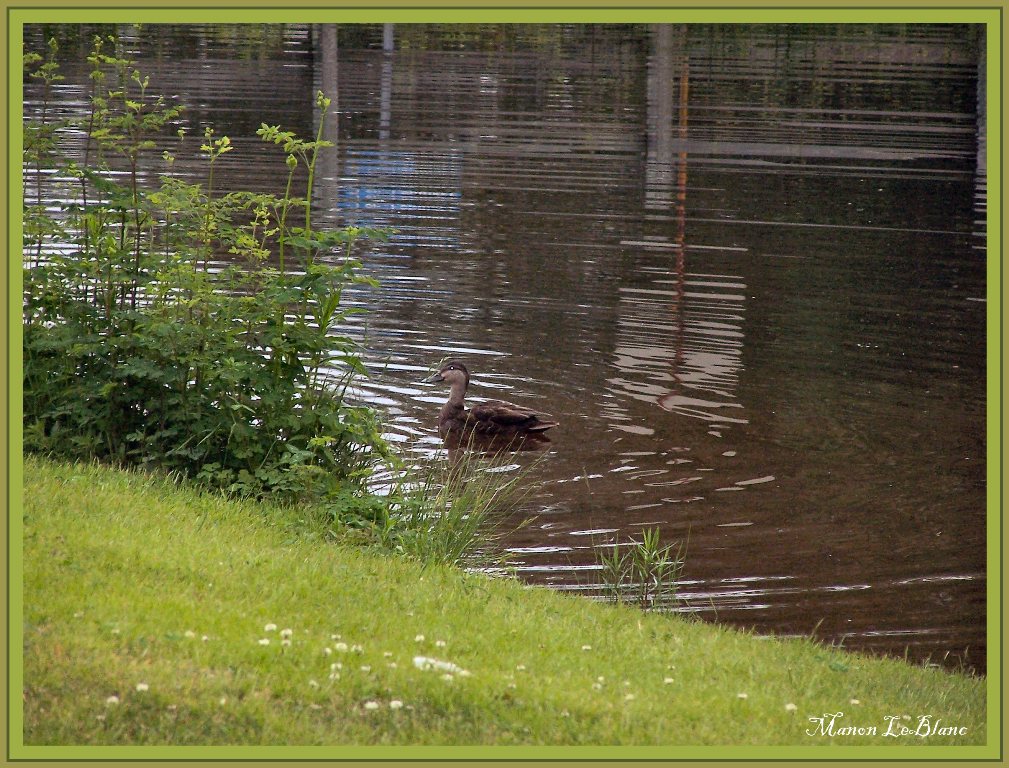 Fonds d'cran Animaux Oiseaux - Canards 