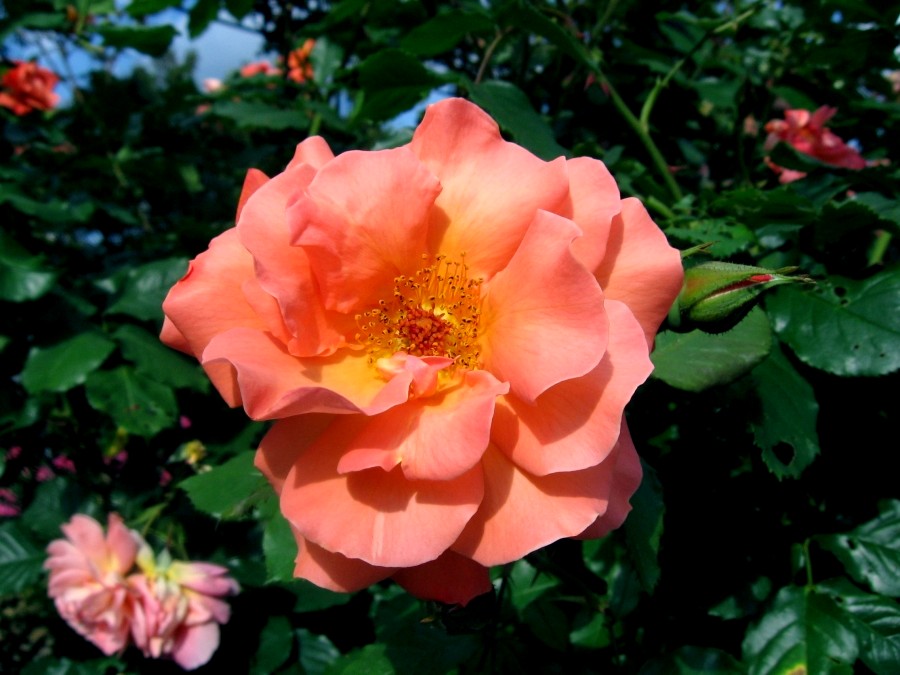 Fonds d'cran Nature Fleurs Rose orang