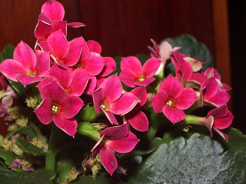 Fonds d'cran Nature Fleurs 