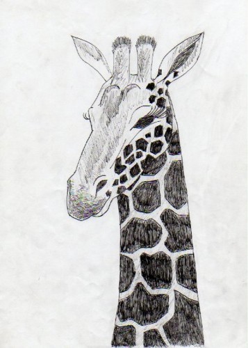 Wallpapers Art - Pencil Animals - Giraffes girafe