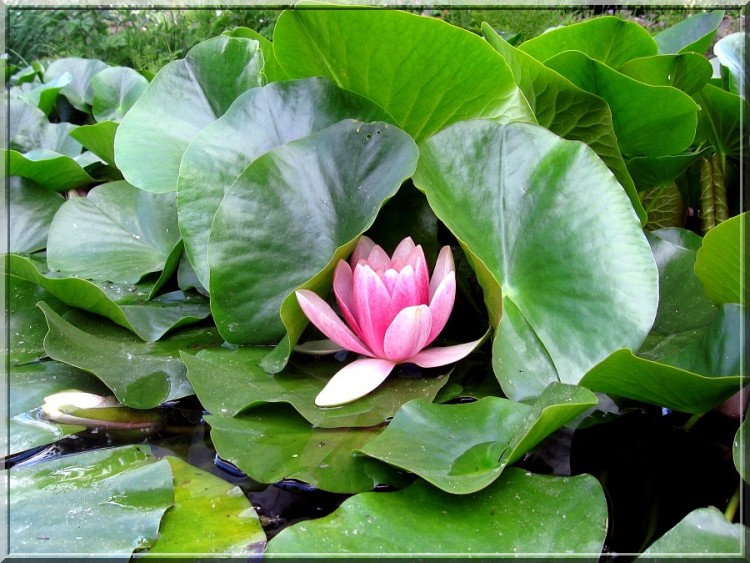 Fonds d'cran Nature Fleurs Nnuphar dans son crin de feuille