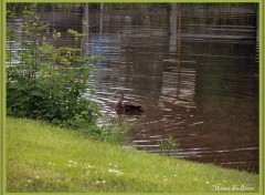 Fonds d'cran Animaux Image sans titre N142603