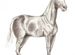 Wallpapers Art - Pencil cheval