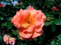 Fonds d'cran Nature Rose orang