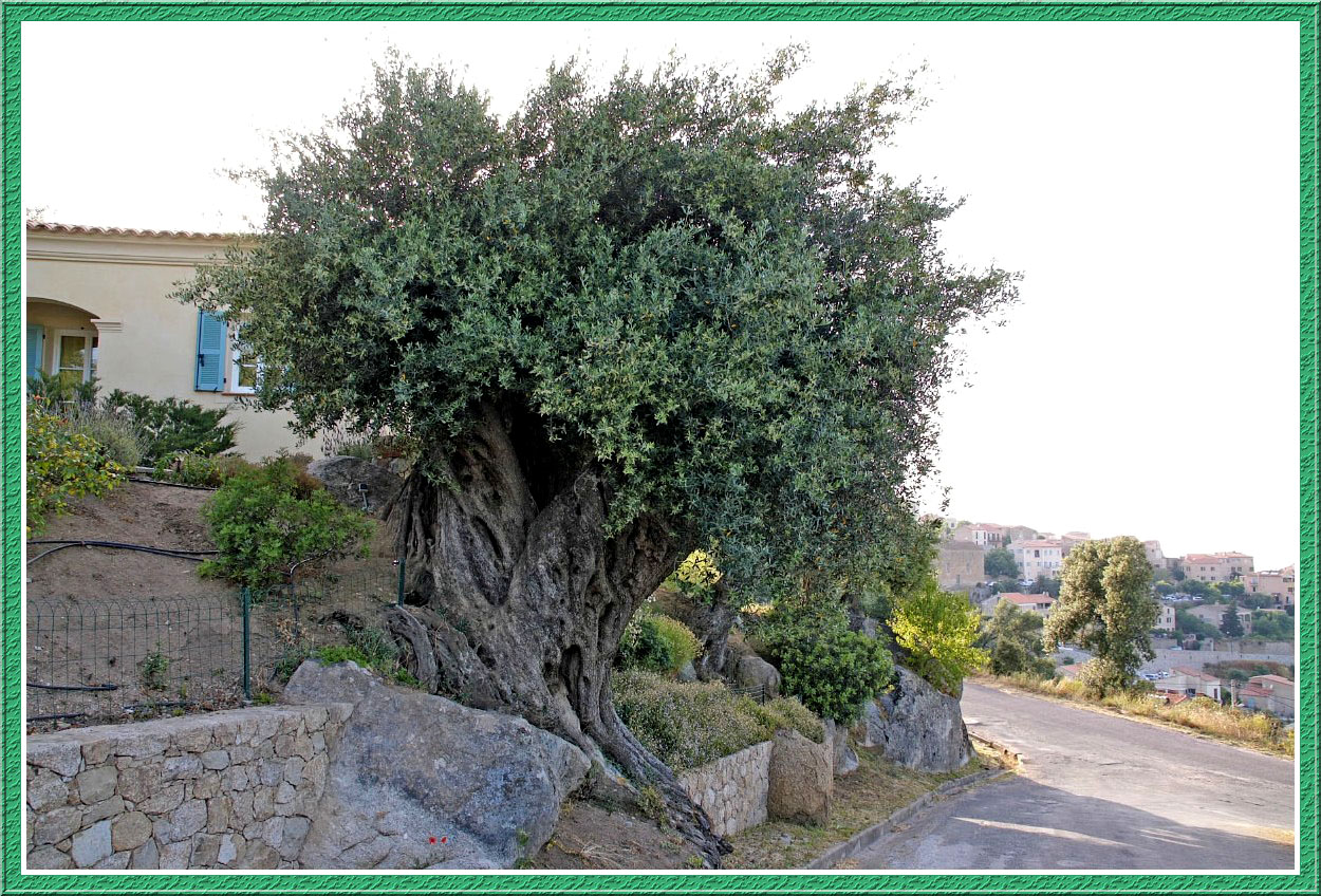 Fonds d'cran Nature Arbres - Forts L'Ile de beaut