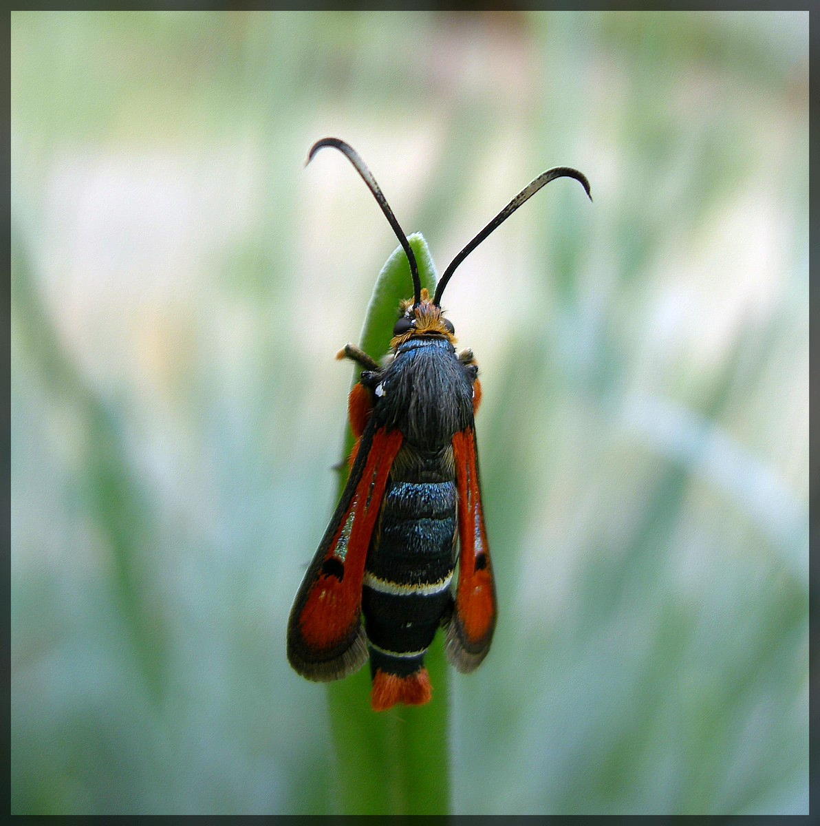 Fonds d'cran Animaux Insectes - Divers 