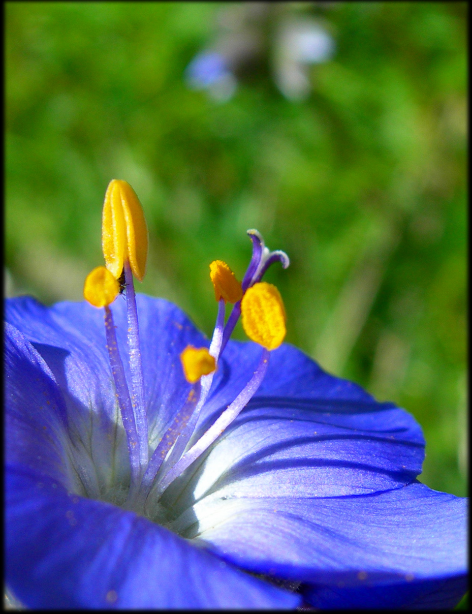 Wallpapers Nature Flowers 