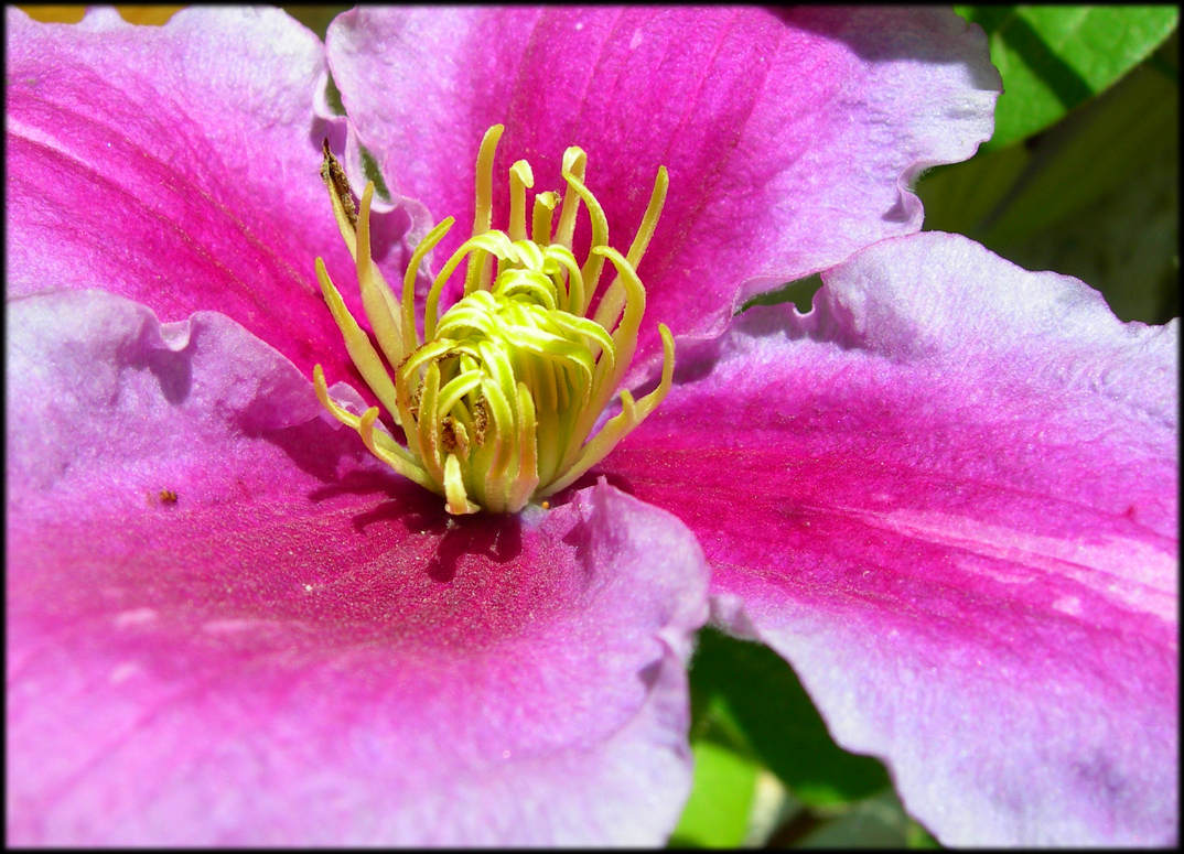 Wallpapers Nature Flowers Clmatite