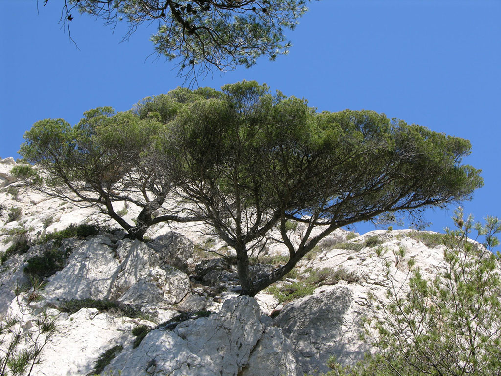 Fonds d'cran Nature Arbres - Forts Pin parasol, calanques de Marseille.