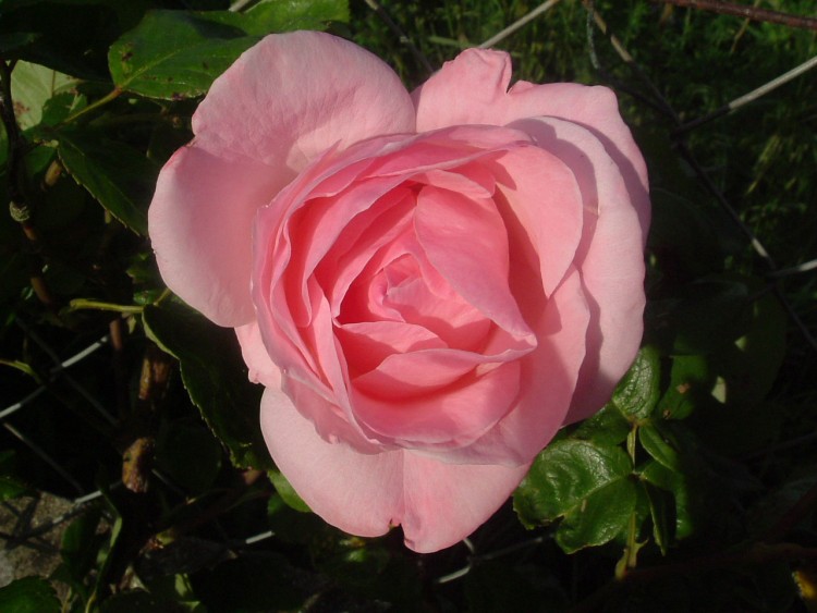 Wallpapers Nature Flowers Les rosiers de Villandry