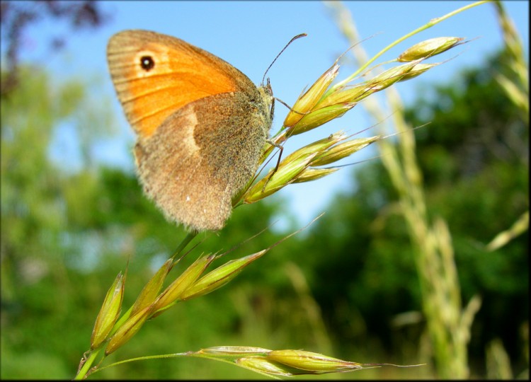 Fonds d'cran Animaux Insectes - Papillons Wallpaper N142751