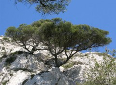 Fonds d'cran Nature Pin parasol, calanques de Marseille.