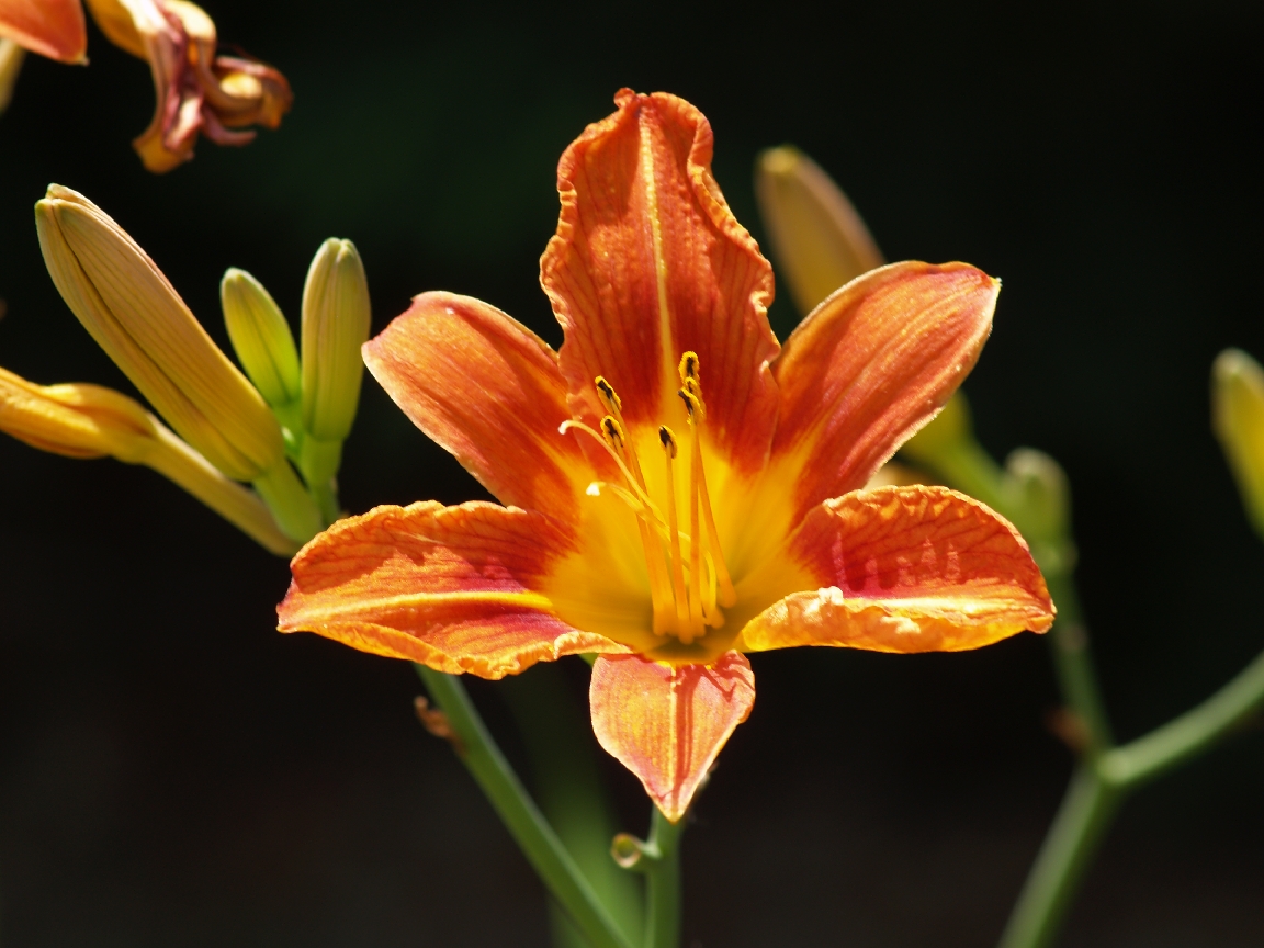 Fonds d'cran Nature Fleurs 