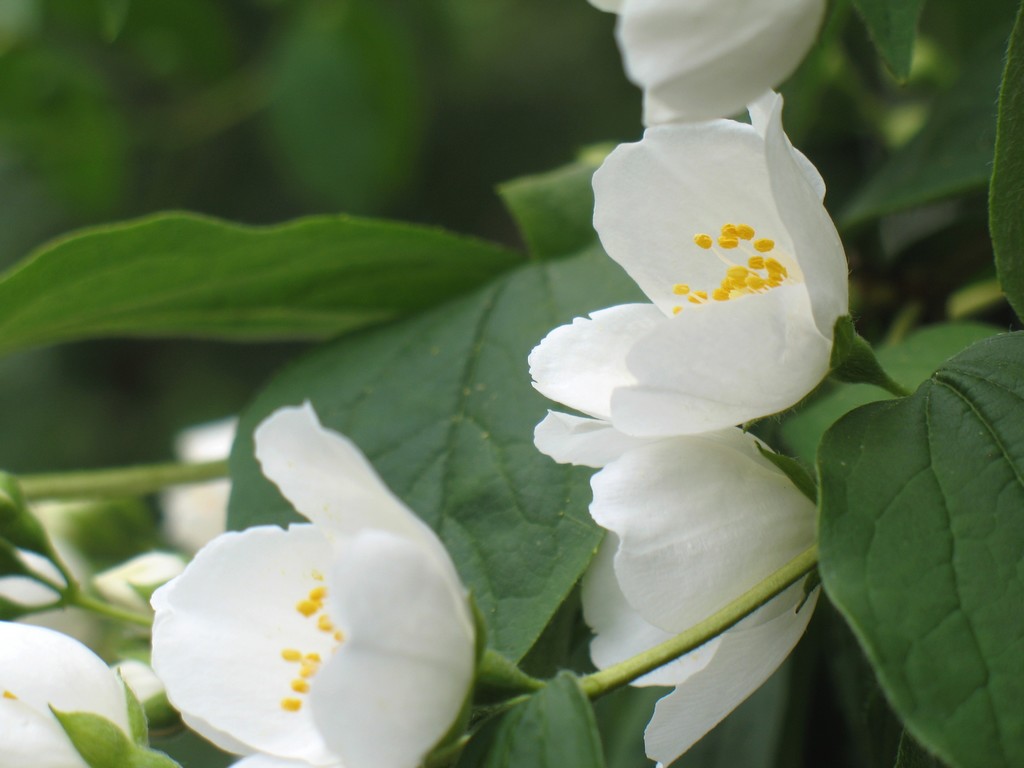 Wallpapers Nature Flowers Fleurs photographies  Oxford