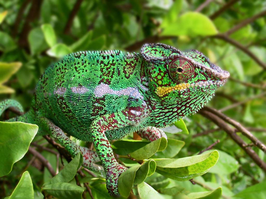 Wallpapers Animals Chameleons 