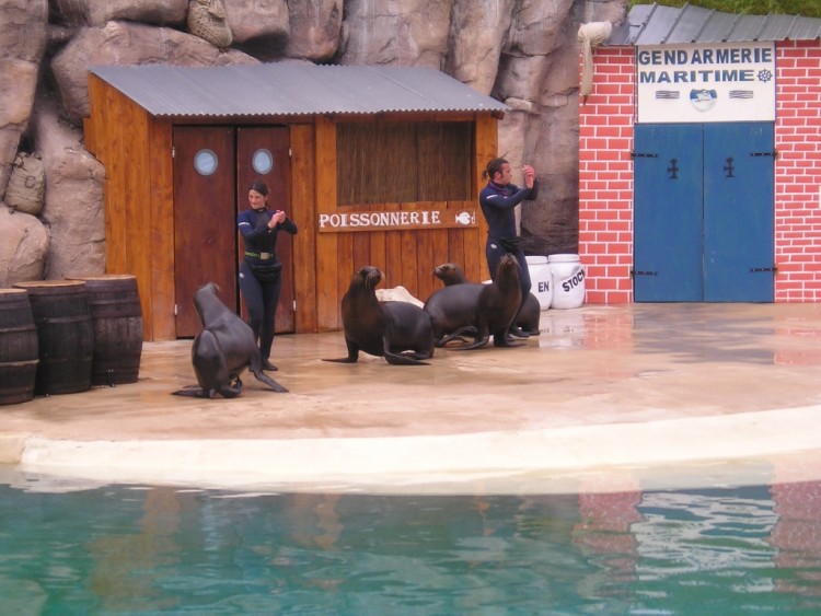 Wallpapers Animals Sealife - Sea lions LE  ZOO  LE PAL   A  MOULIN