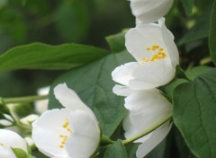 Wallpapers Nature Fleurs photographies  Oxford