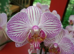 Wallpapers Nature Orchides