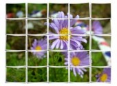 Fonds d'cran Nature Framed Flowers