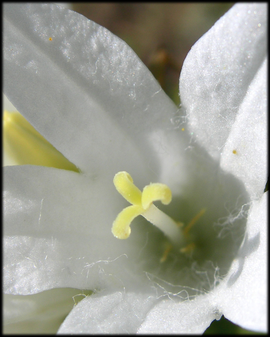 Wallpapers Nature Flowers Campanule