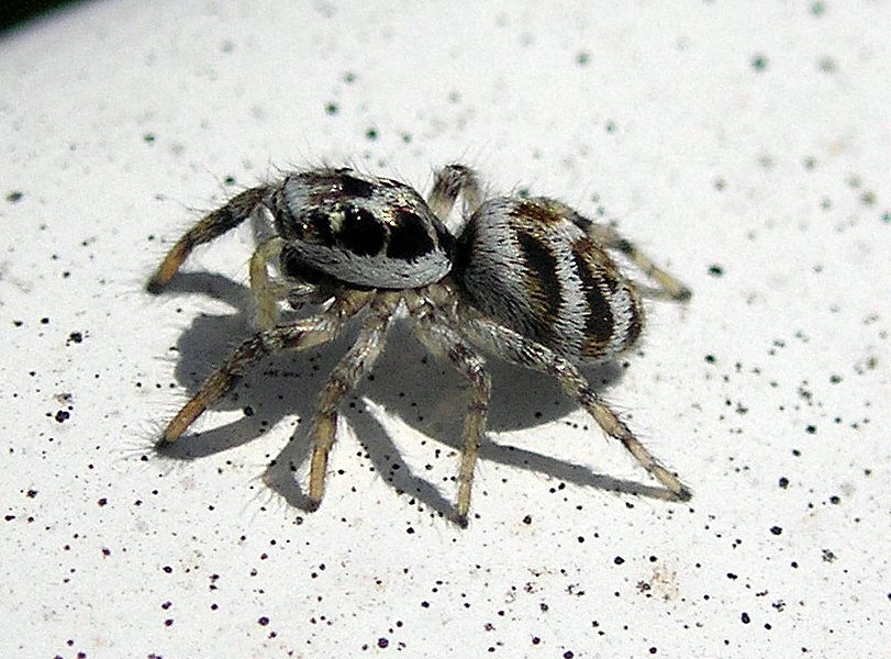 Wallpapers Animals Spiders une toute tite araigne