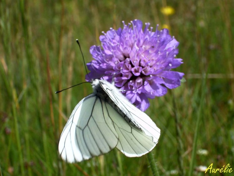 Wallpapers Animals Insects - Butterflies Au Mariet