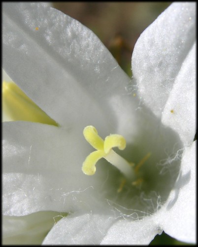 Fonds d'cran Nature Fleurs Campanule