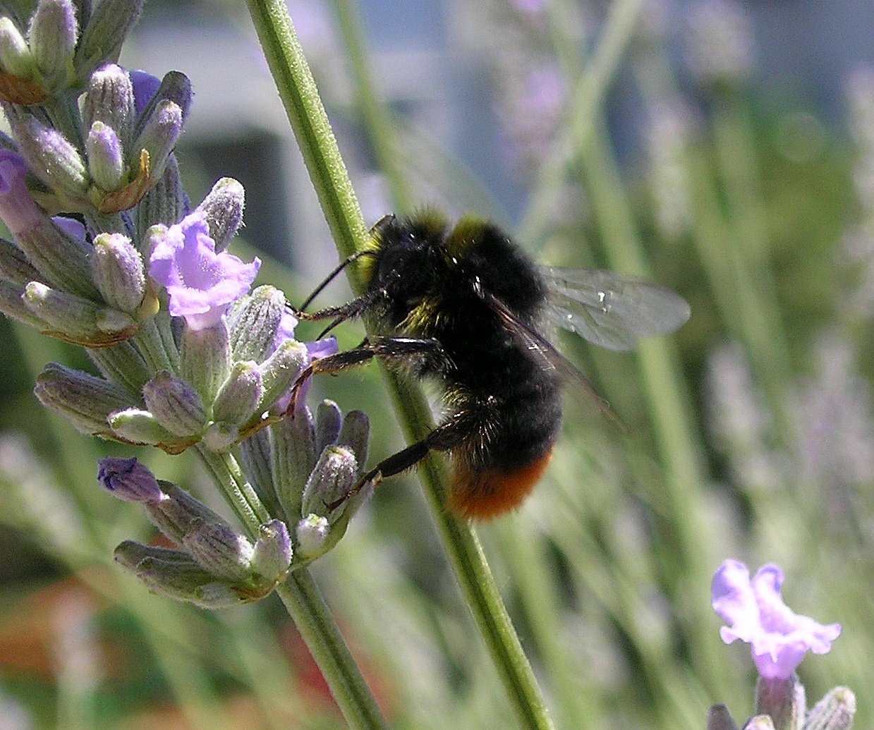 Wallpapers Animals Insects - Bees, Wasps monsieur bourdon butine